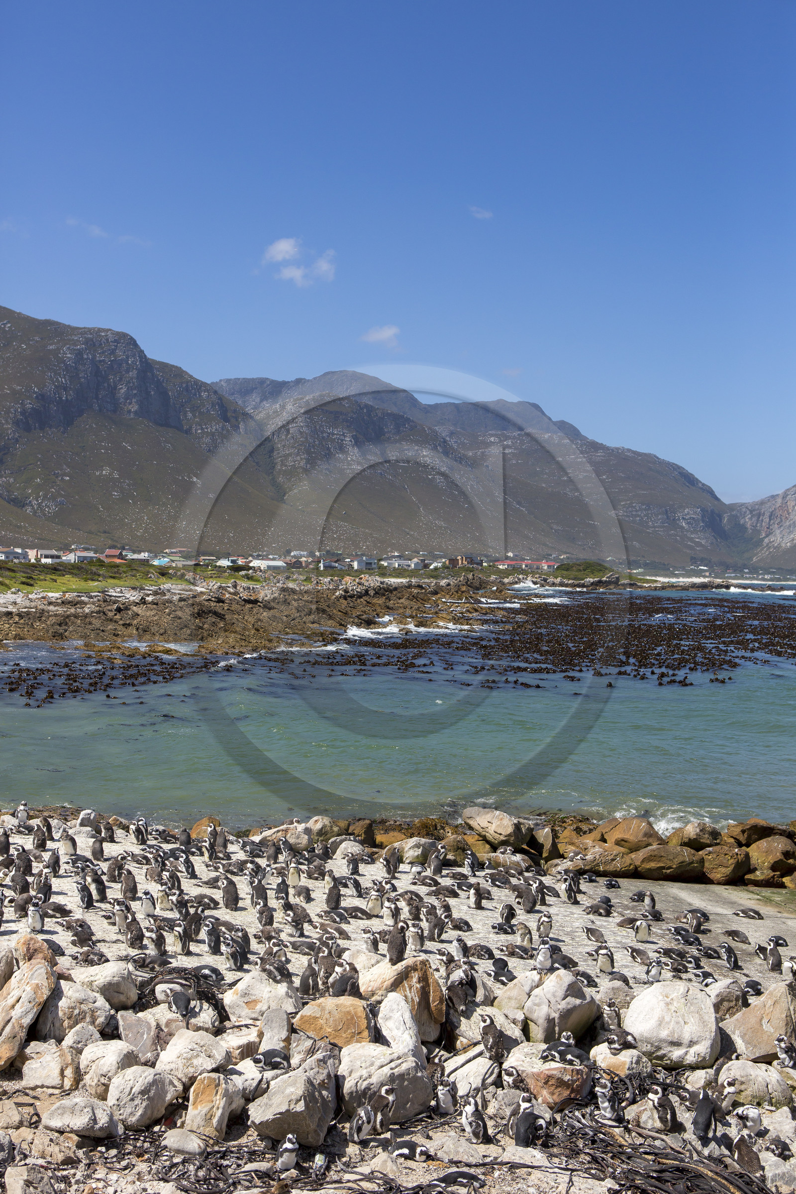 Betty's bay. Afrique du Sud
