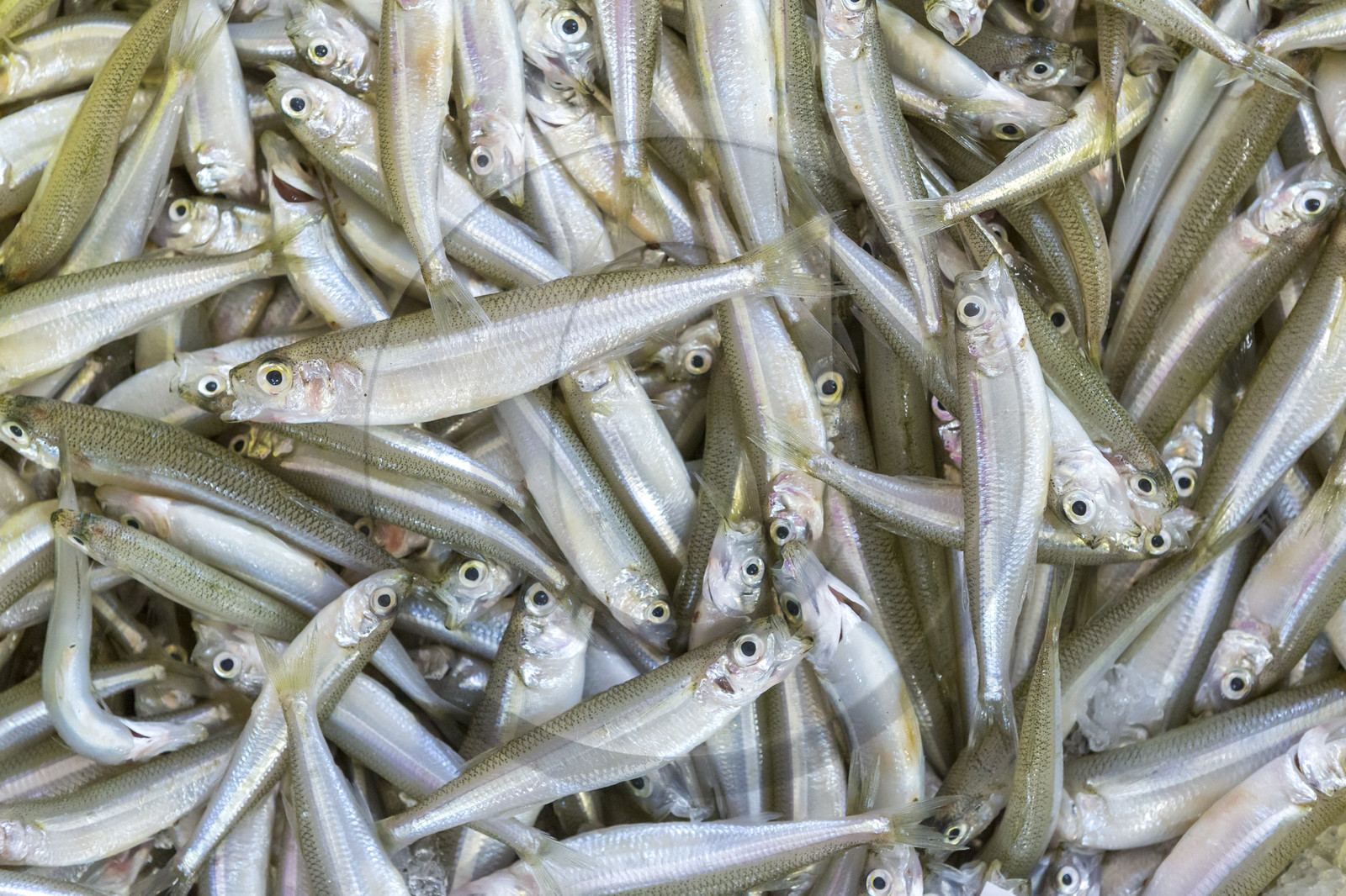 Atelier de mareyage  Chalut des deux ports  .Port de Keroman à Lorient.