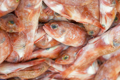 Atelier de mareyage  Chalut des deux ports  .Port de Keroman à Lorient.