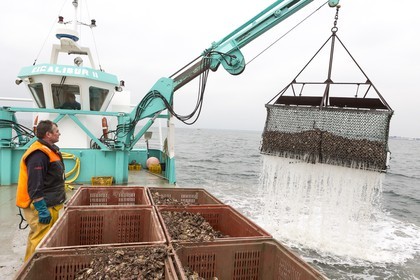 Ostreiculture _ Mr Ludovic Tanguy. La Trinite sur Mer