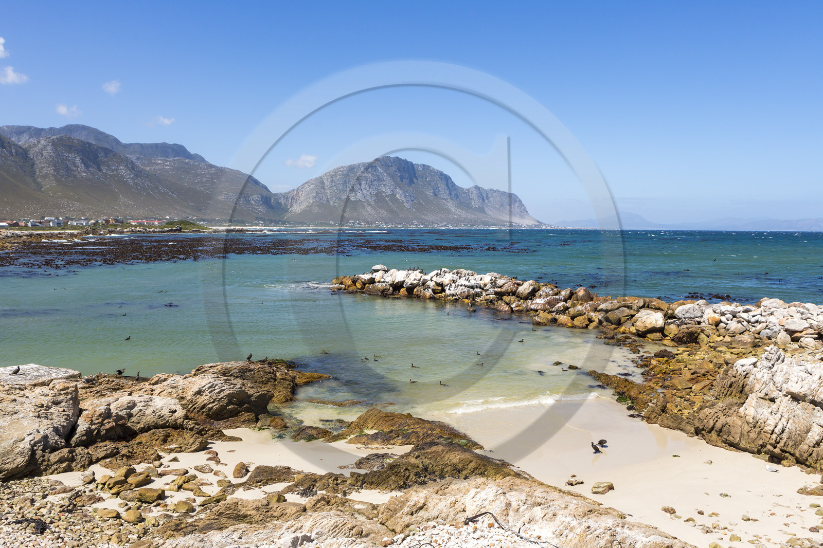 Betty's bay _ Afrique du Sud