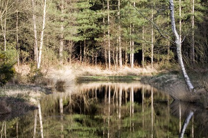 Reflet dans une marre artificielle de la forêt d'Erdeven (56410).