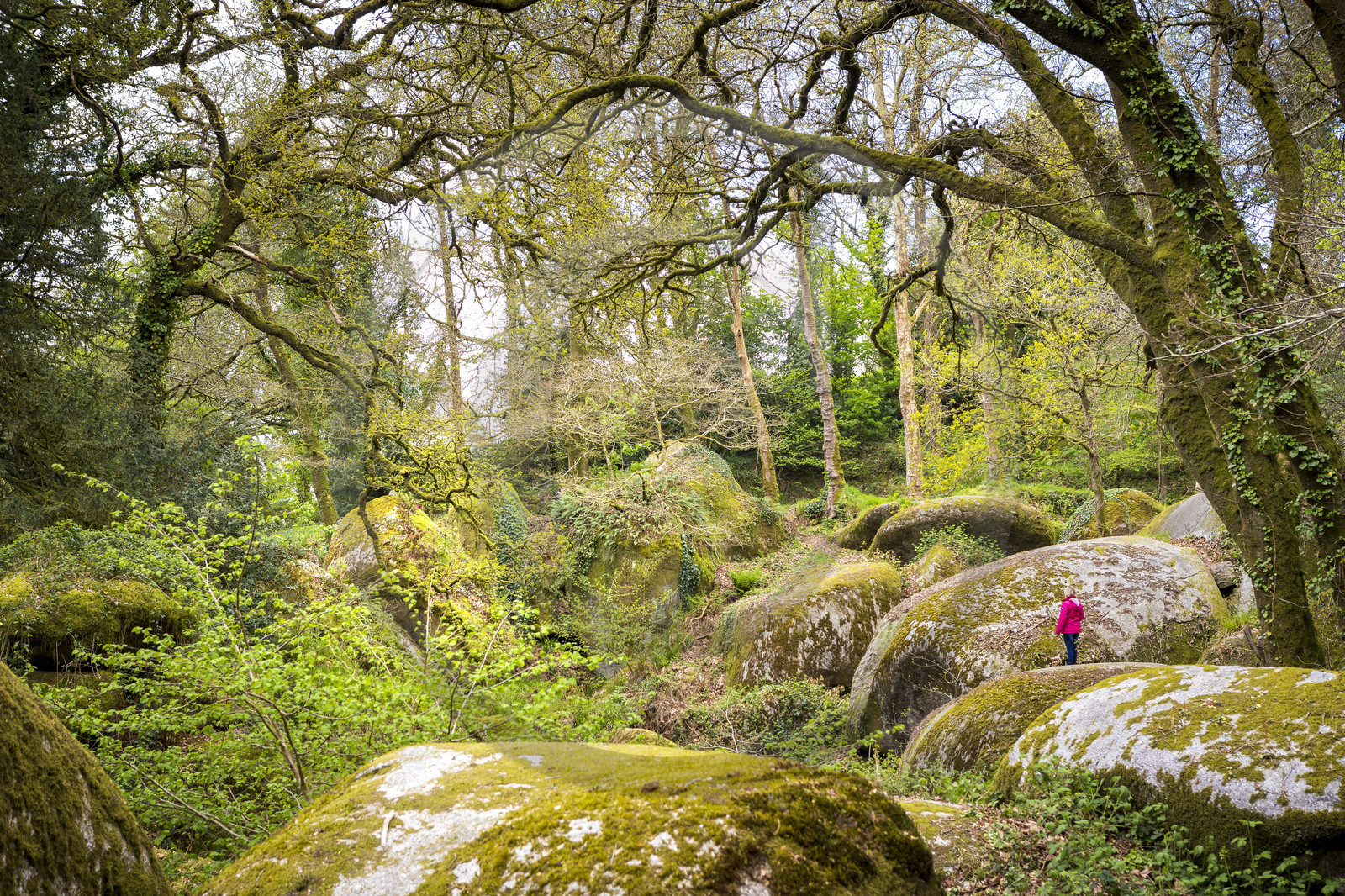La forêt de Helgoat