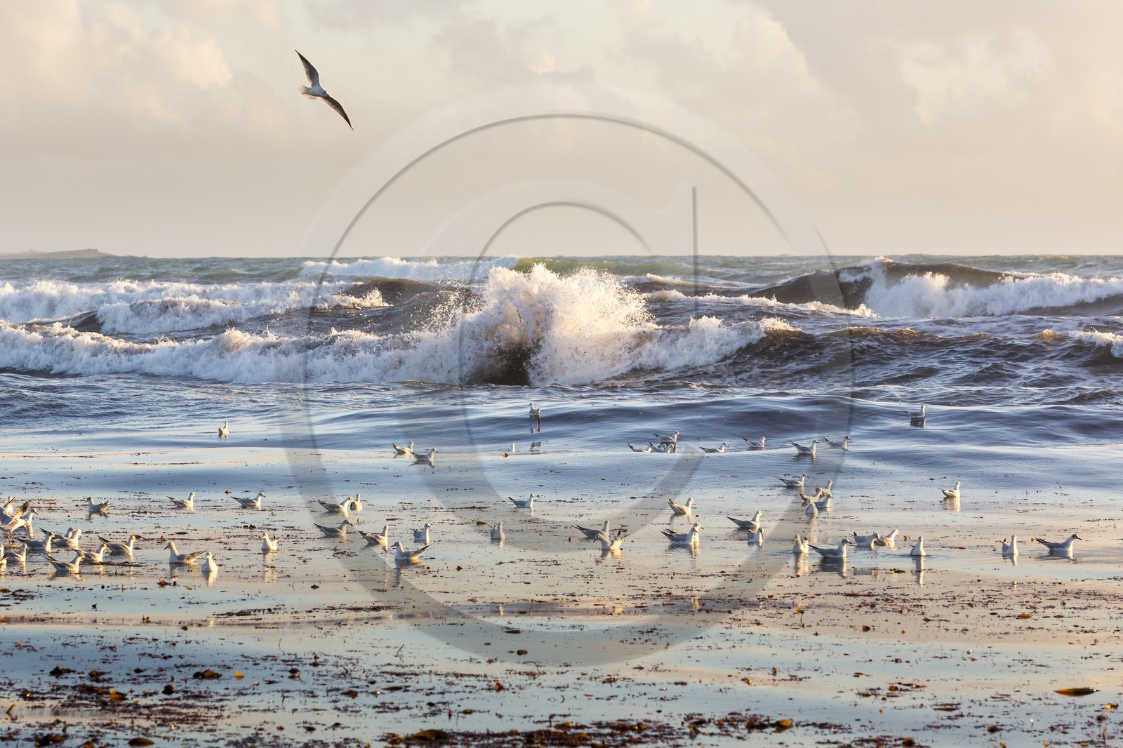 Colonie de mouette à Kerhilio _ Erdeven