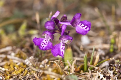 Orchidée Anacamptis morio _Erdeven