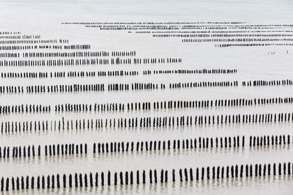 élevage de moule de bouchot