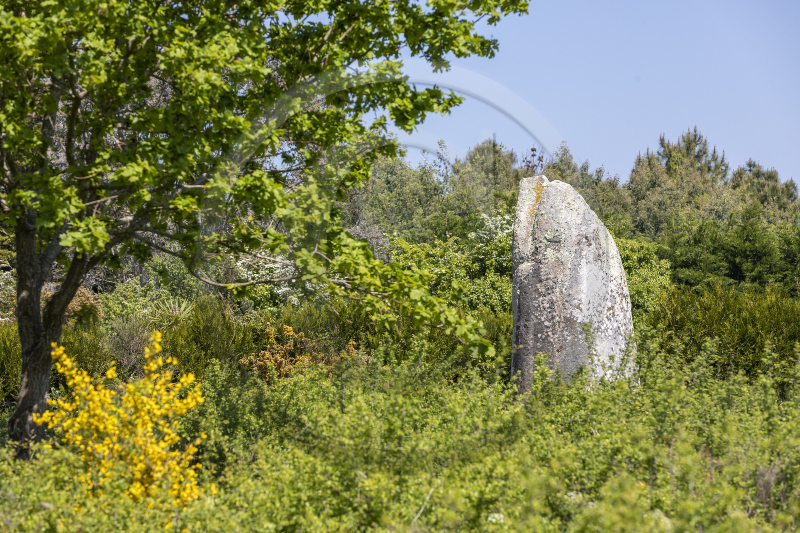 Le menhir de Kermaillard à Sarzeau