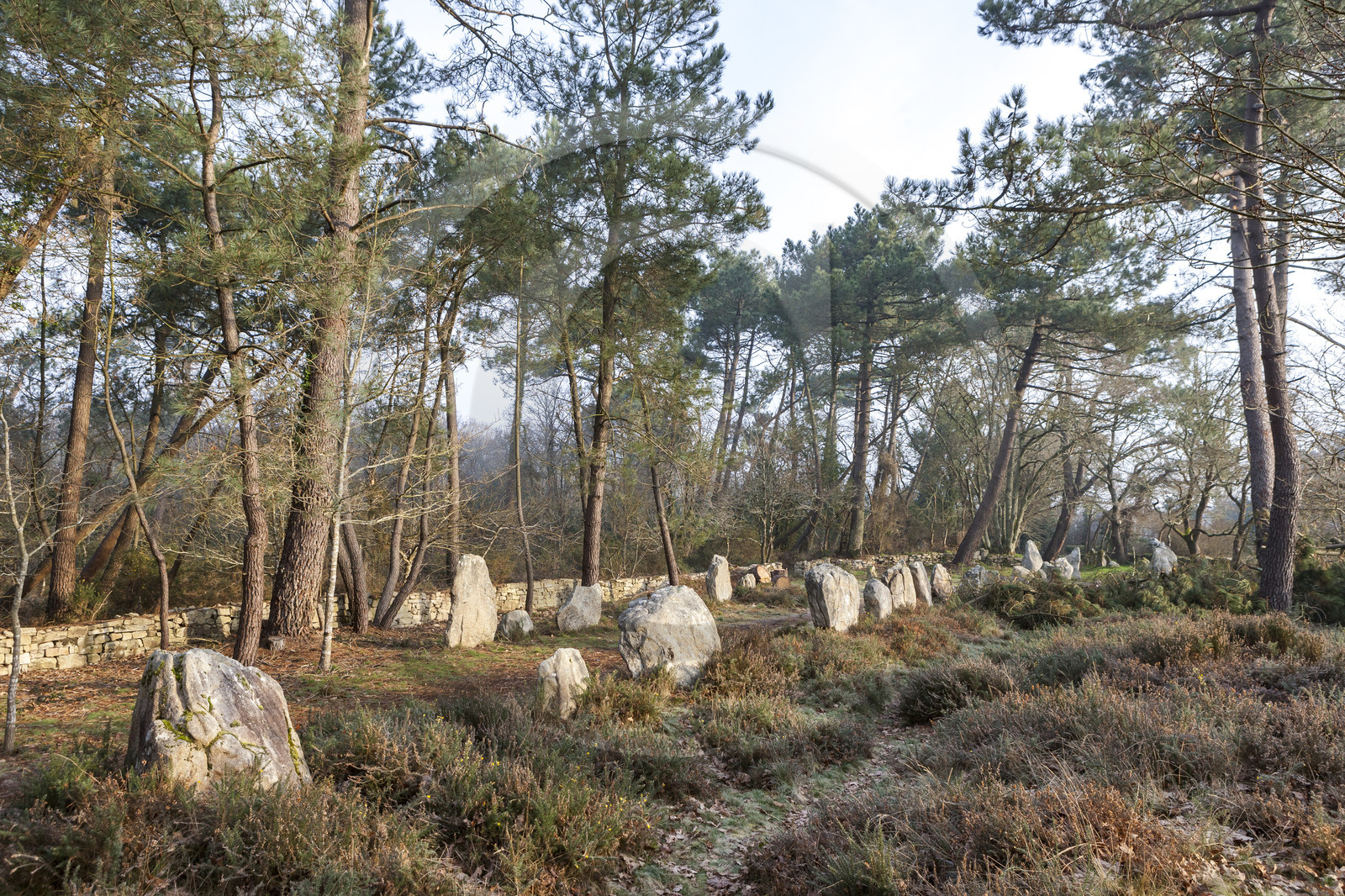 Alignements du Petit Menec _ La Trinite sur Mer