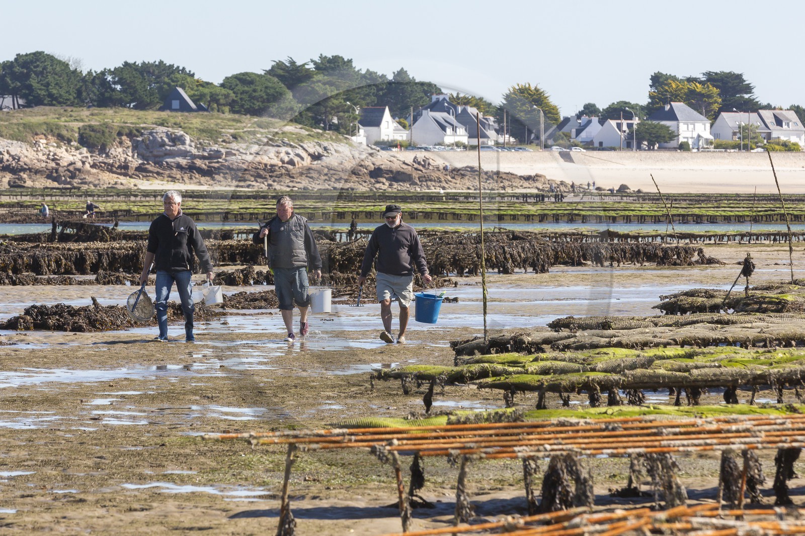 Pêche à pied_Plouharnel
