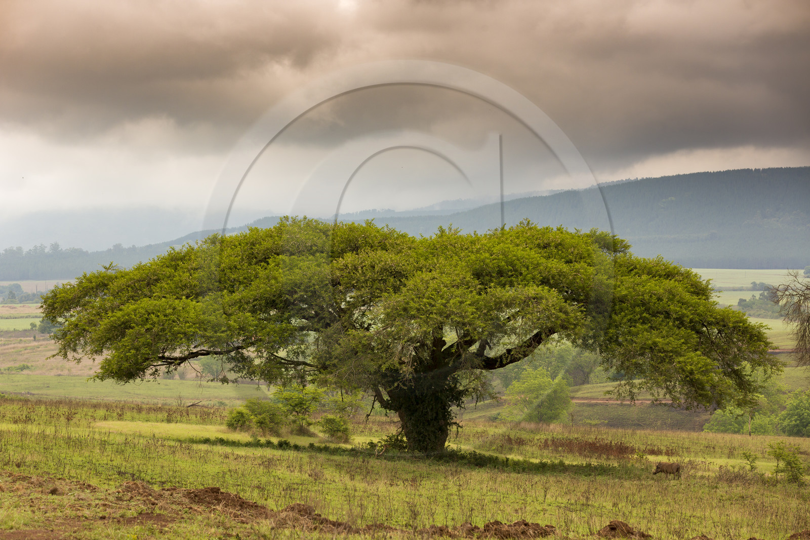Paysage d'Eswatini ( Swaziland )
