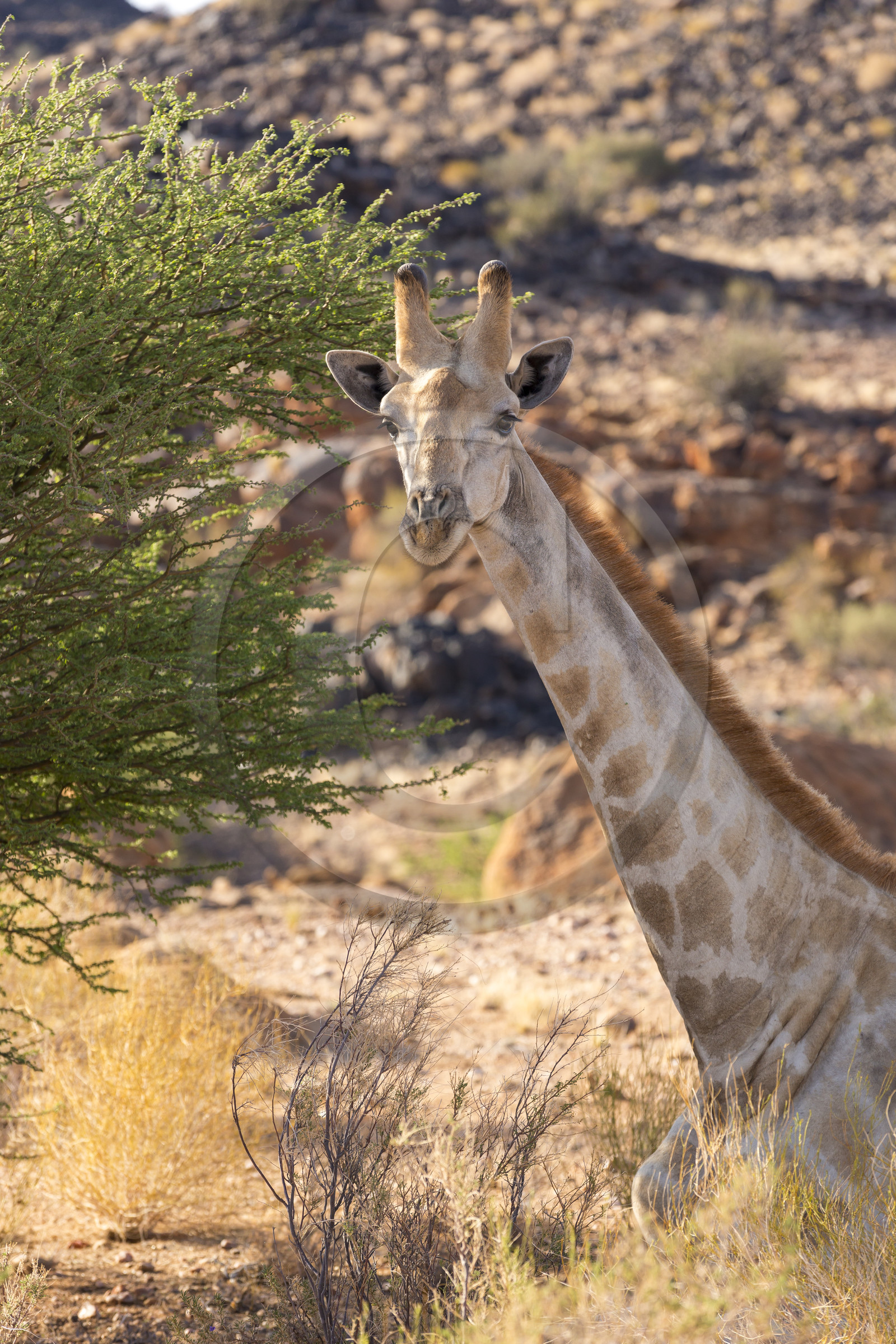 Le parc national des Chutes d'Augrabies. Cap du Nord, Afrique du Dud
