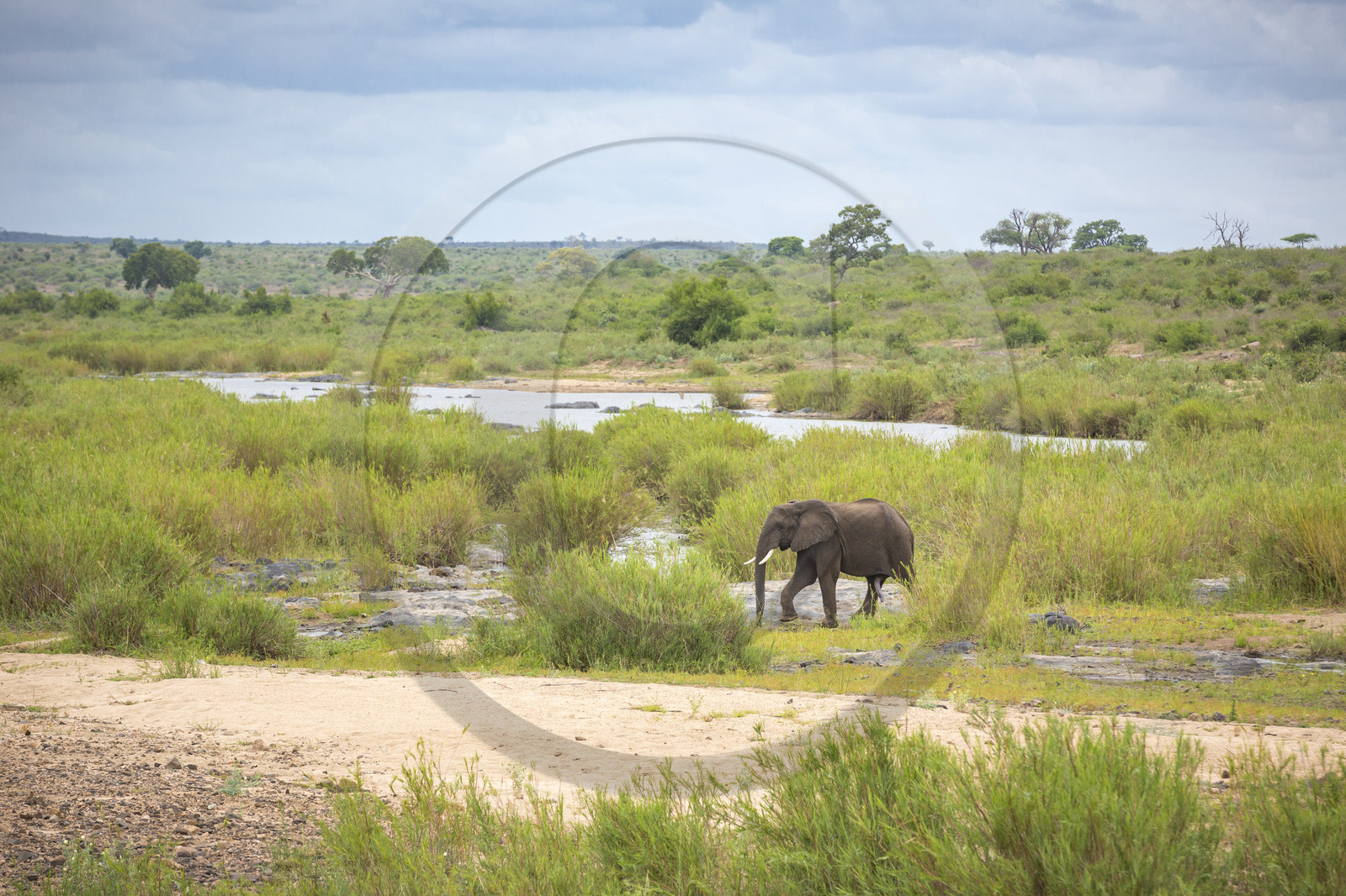 Eléphant_Parc Krüger, Afrique du Sud
