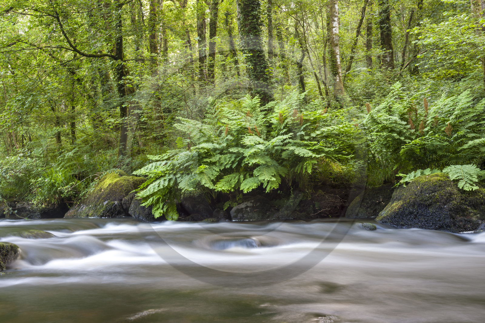 La rivière l'Ellée