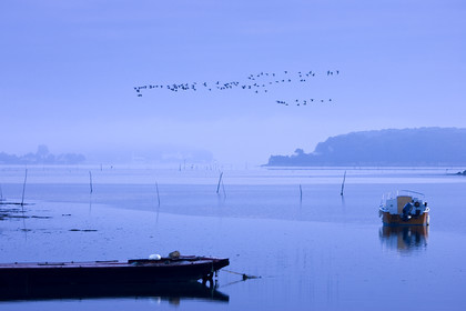 Passage d'oies sauvages sur la ria au petit matin. Ria d'étel, Morbihan