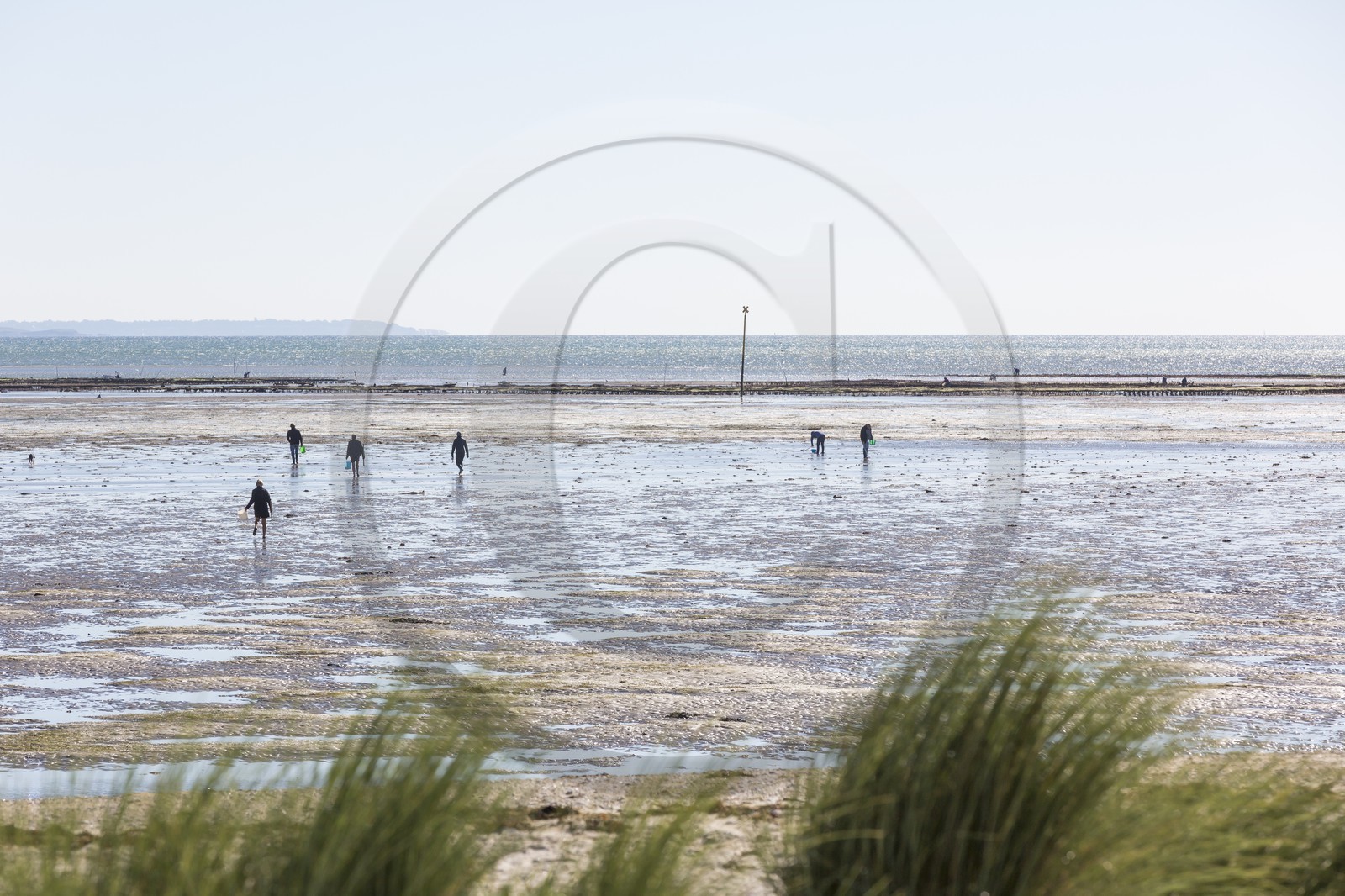 Pêche à pied_Plouharnel