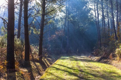 Lumière en sous bois dans la foret d'Erdeven.