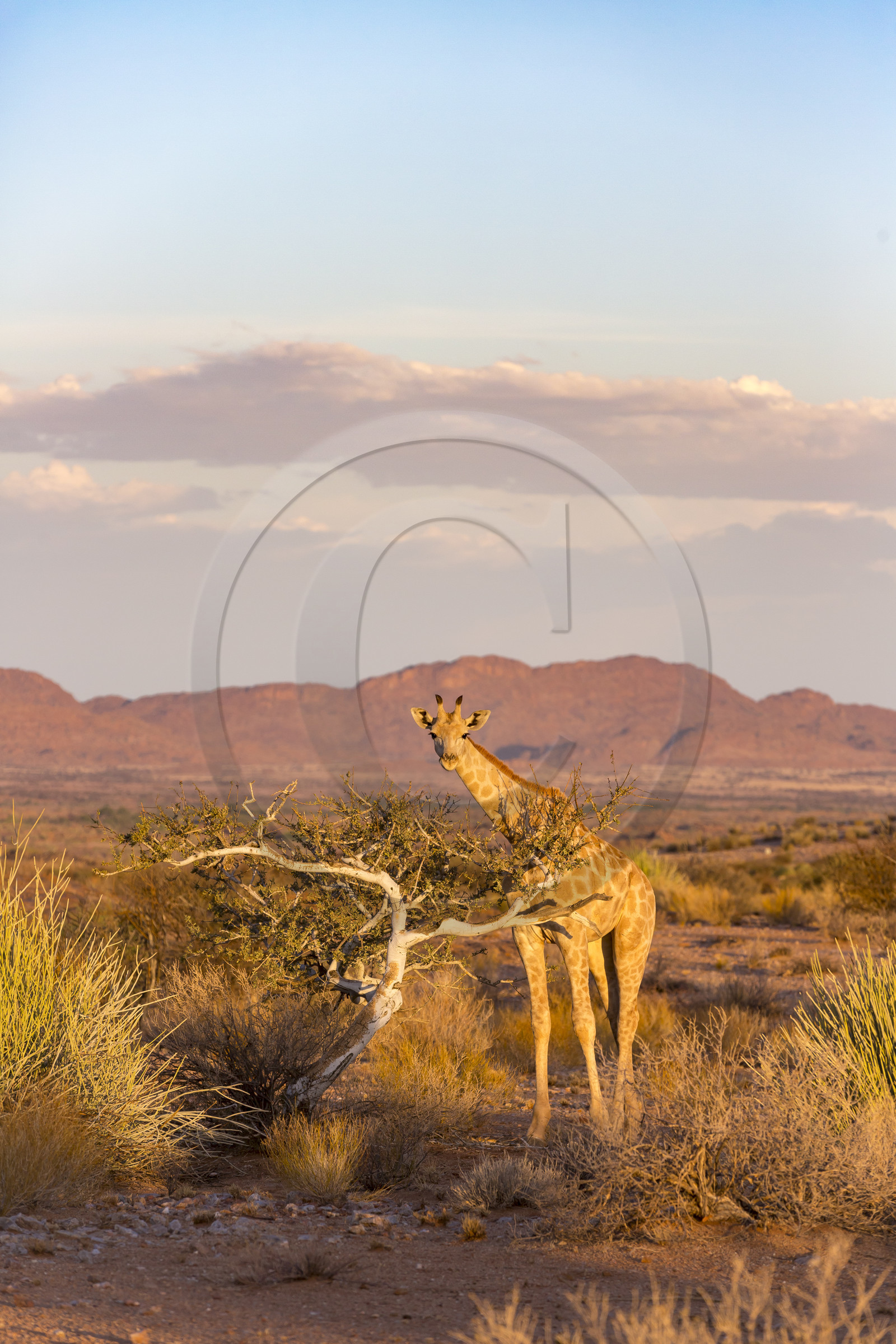 Le parc national des Chutes d'Augrabies. Cap du Nord, Afrique du Dud