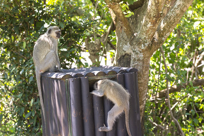 singes vervets ( Chlorocebus pygerythrus ) sur une aire de camping. Afrique du Sud