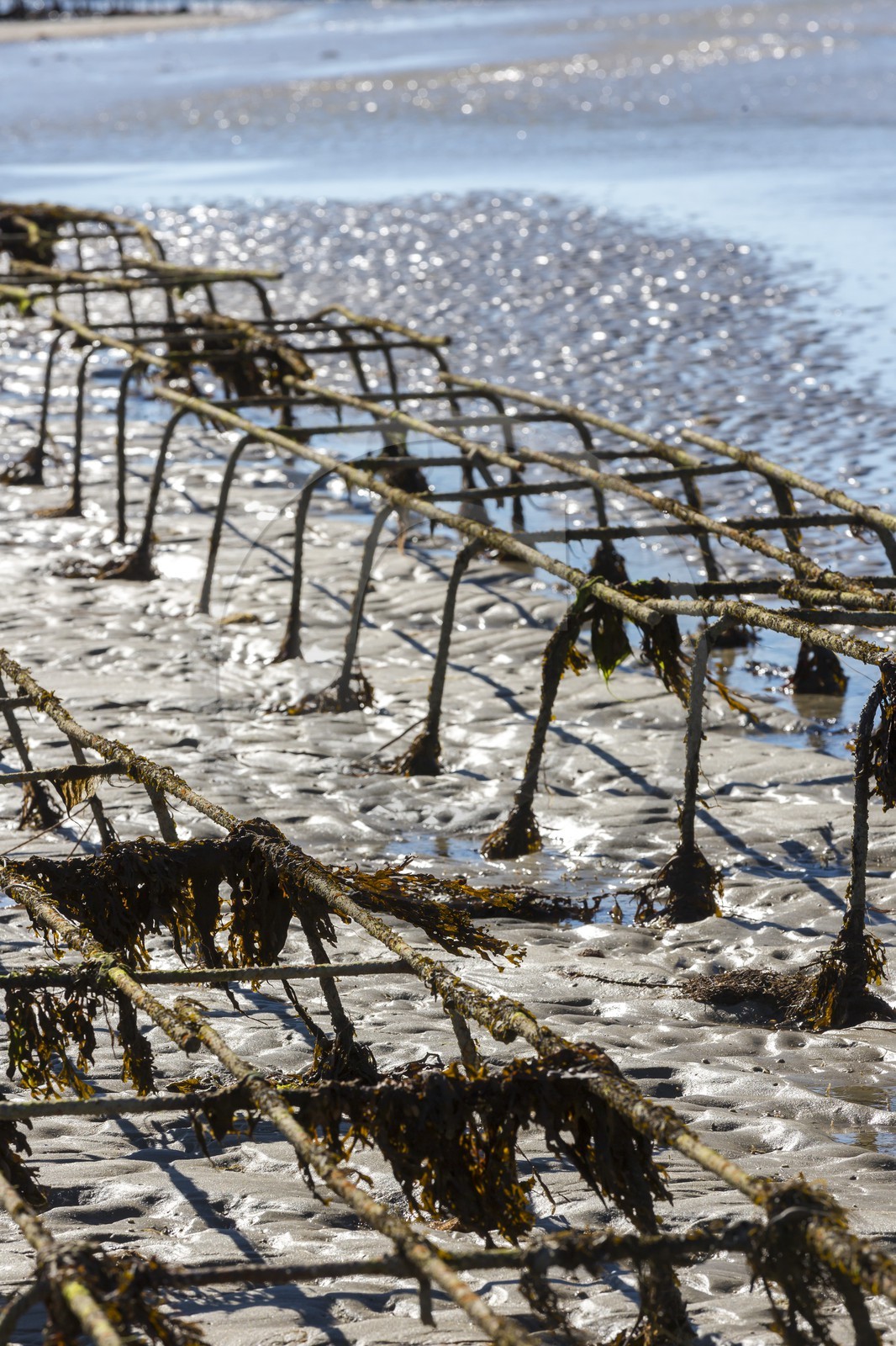 Parcs à huître_Plouharnel