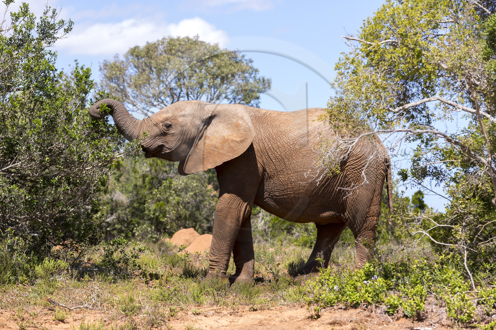 Eléphant_Ado Elefant Park en Afrique du Sud