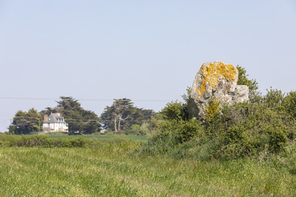 Menhir du net. Saint-Gildas-de-Rhuys