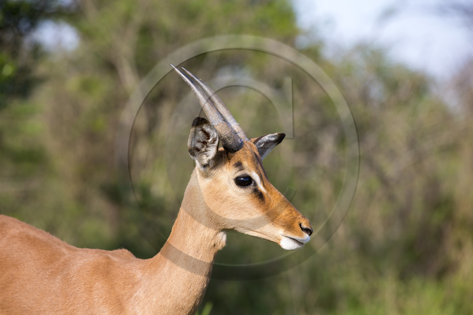 Impala (Aepyceros melampus) _ Parc HluHluwe-iMfolozi en Afrique du Sud