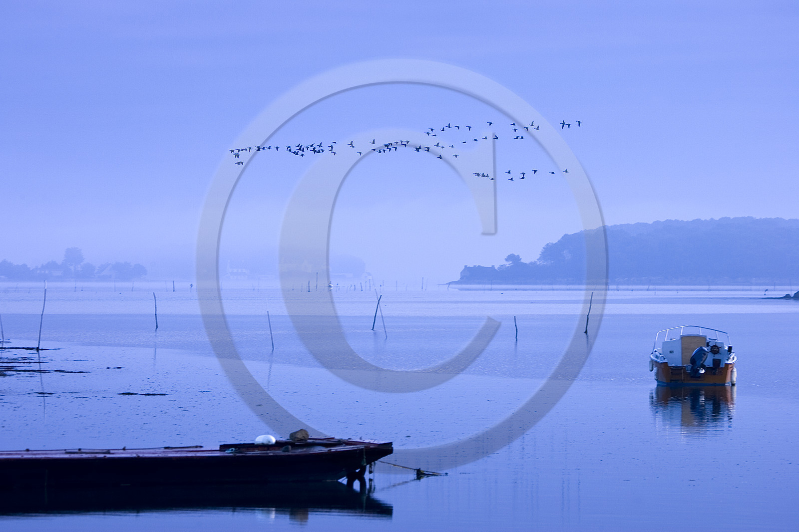 Passage d'oies sauvages sur la ria au petit matin. Ria d'étel, Morbihan