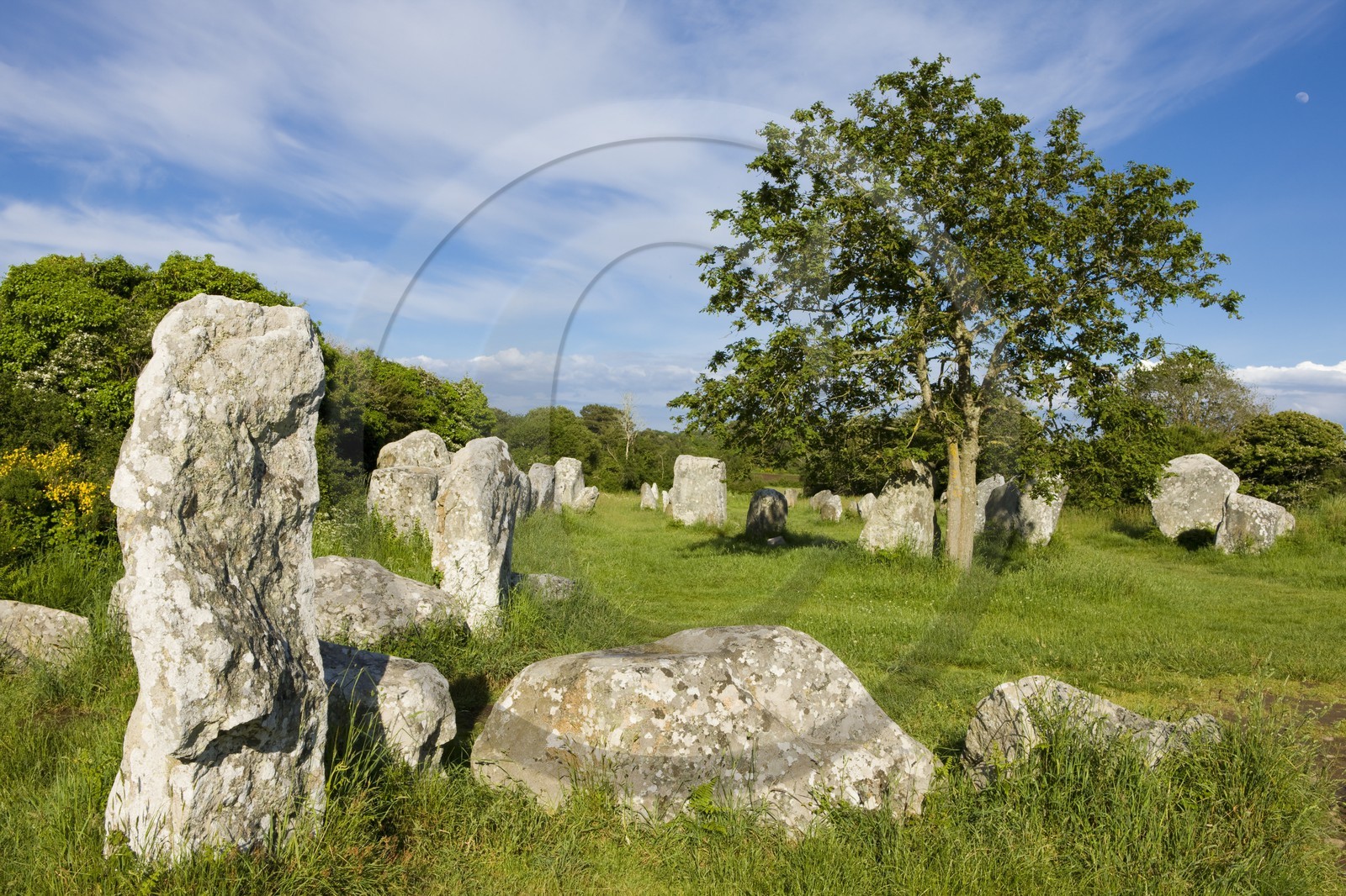 Alignement de Menhirs de Kerzerho à Erdeven (56410).