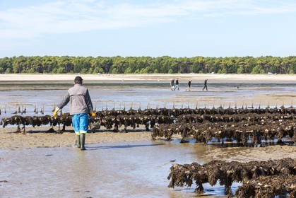 Parcs à huître_Plouharnel
