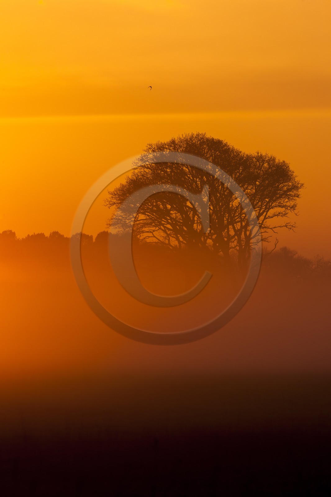 champ dans la brume_Erdeven