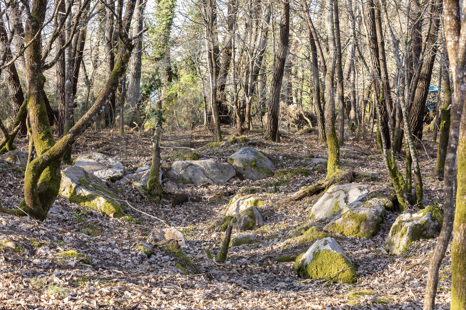 Le site mégalithique Le Castellic à Carnac
