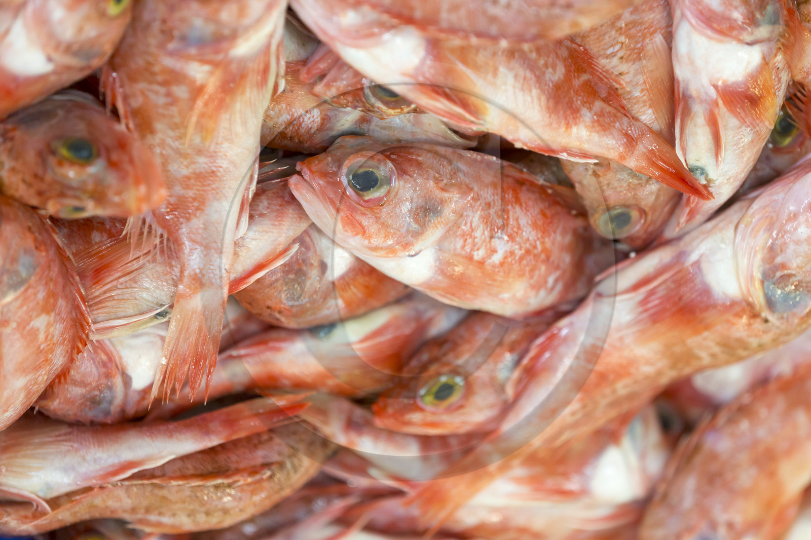 Atelier de mareyage  Chalut des deux ports  .Port de Keroman à Lorient.