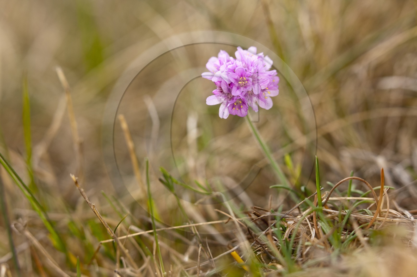 Armérie maritime_Erdeven