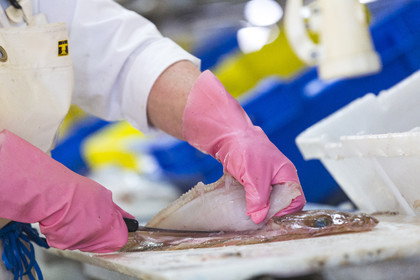 Atelier de mareyage  Chalut des deux ports  .Port de Keroman à Lorient.