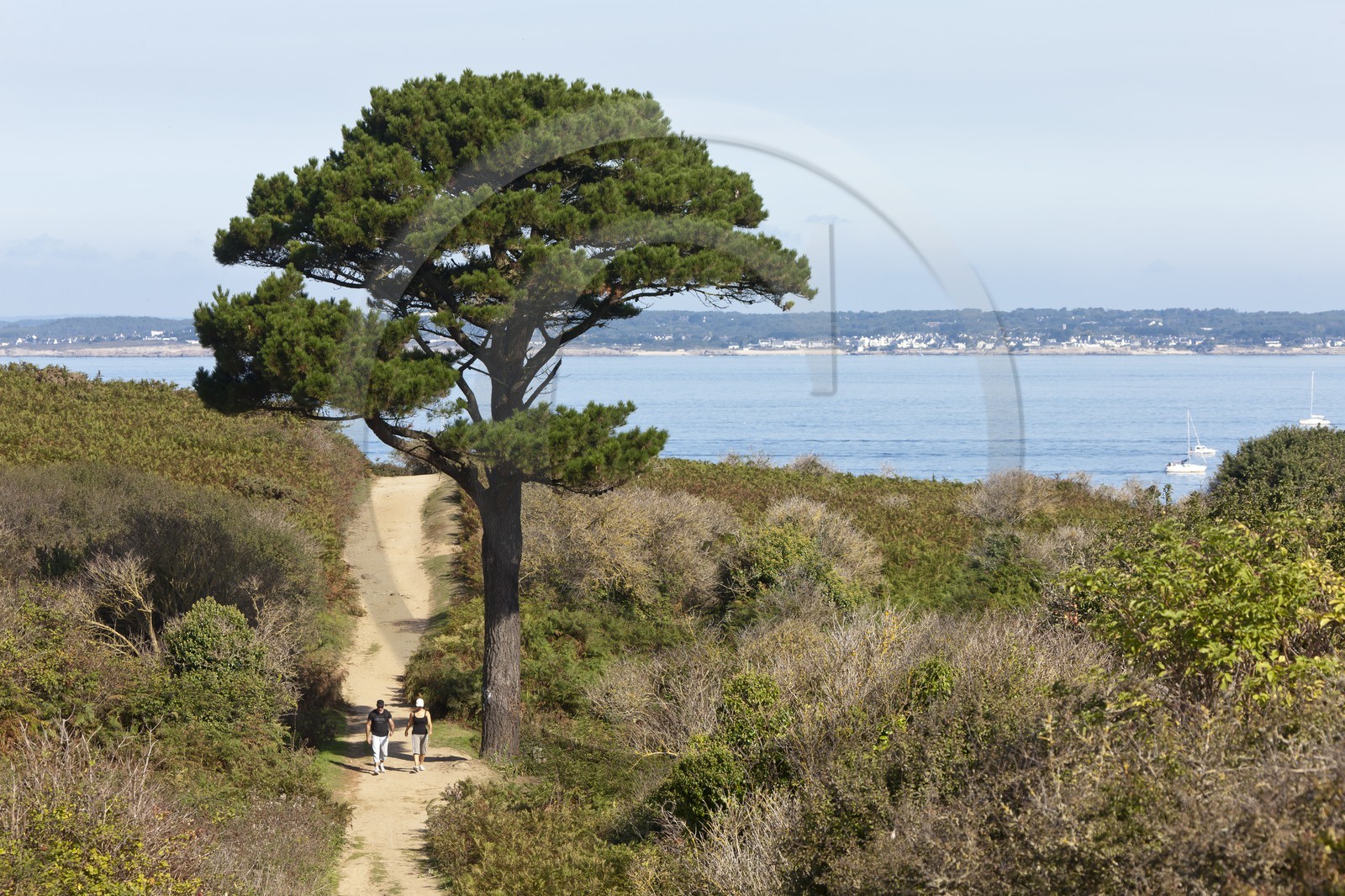 promeneurs marchant sur un sentier côtier cerné par la lande _ ile de Groix _ hikers walking on a trail surrounded by coastal heath _ Island Groix
