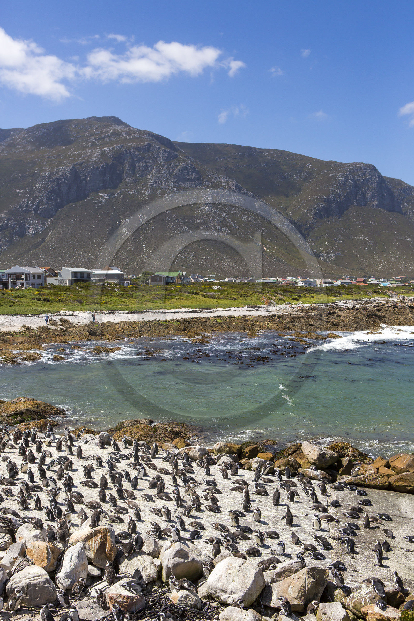 Betty's bay. Afrique du Sud