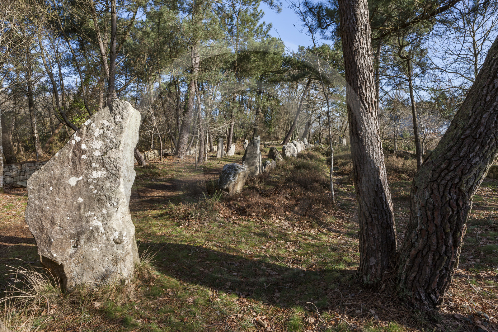 Alignements du Petit Menec _ La Trinite sur Mer