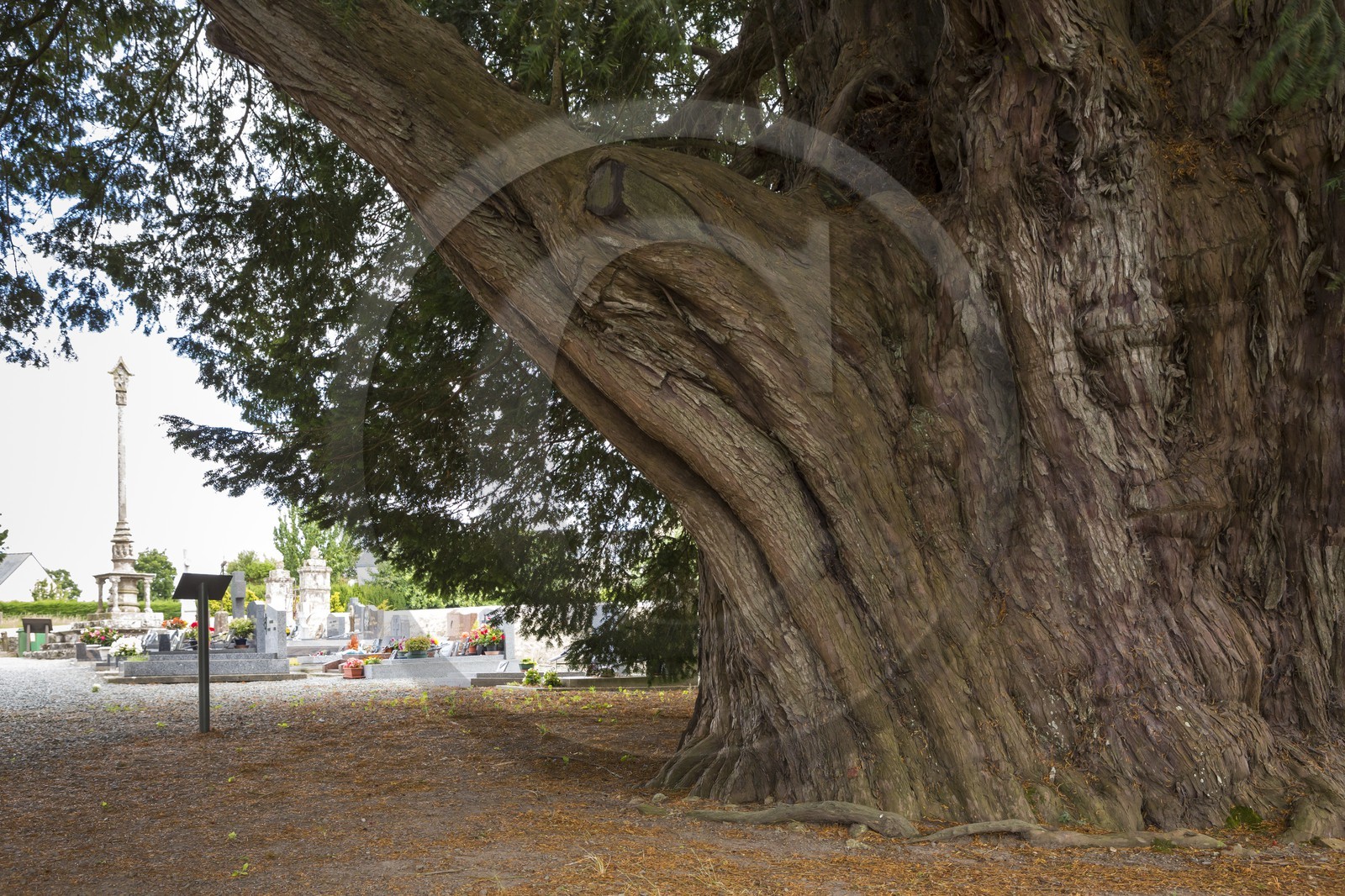 IF _ Eglise Saint Maudez _ Saint Maudez ( 22 )