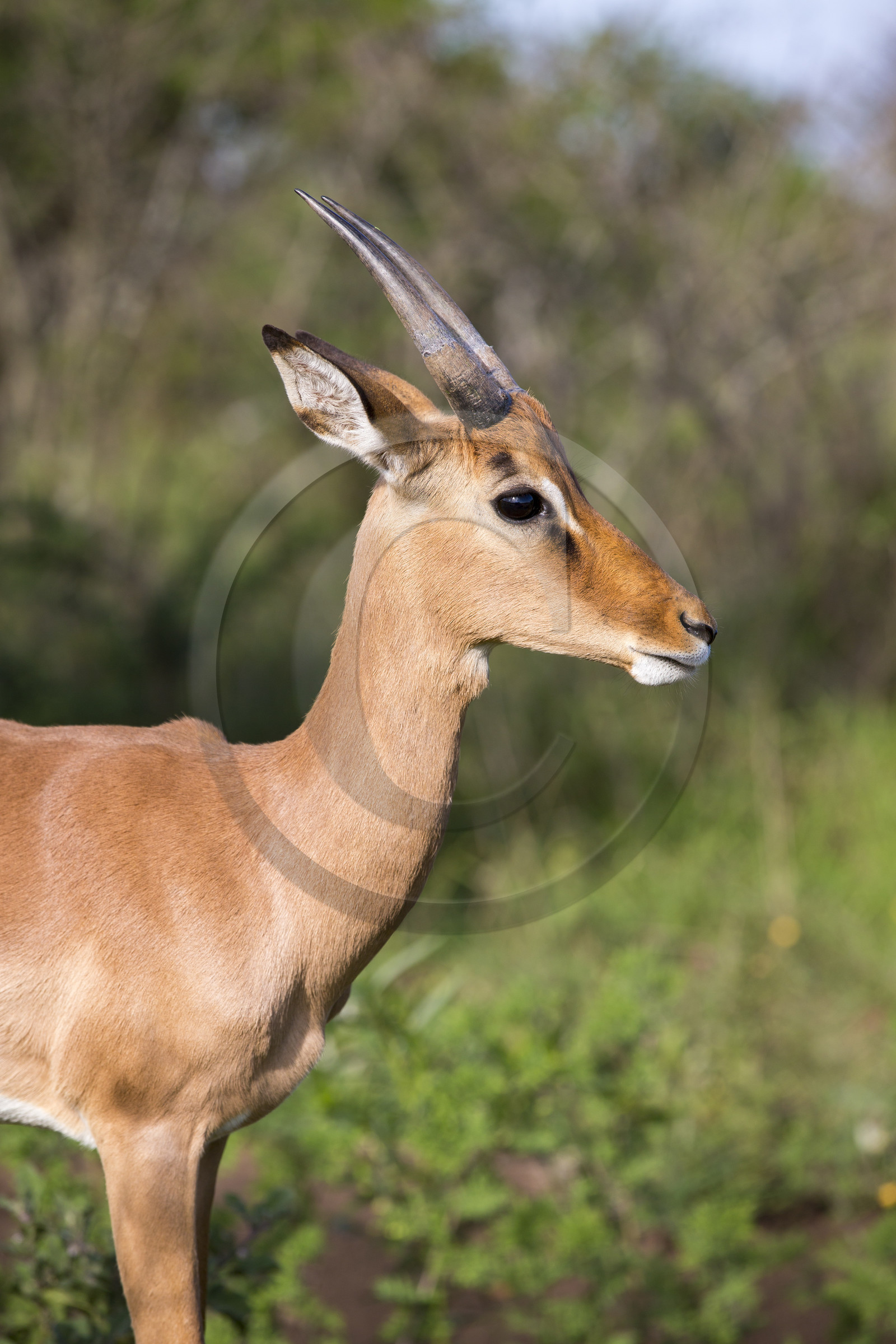 Impala (Aepyceros melampus) _ Parc HluHluwe-iMfolozi en Afrique du Sud
