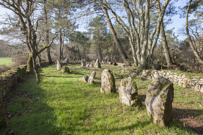 Alignements du Petit Menec _ La Trinite sur Mer