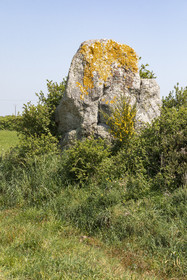 Menhir du net. Saint-Gildas-de-Rhuys