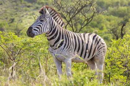 Zèbres_Parc HluHluwe-iMfolozi en Afrique du Sud