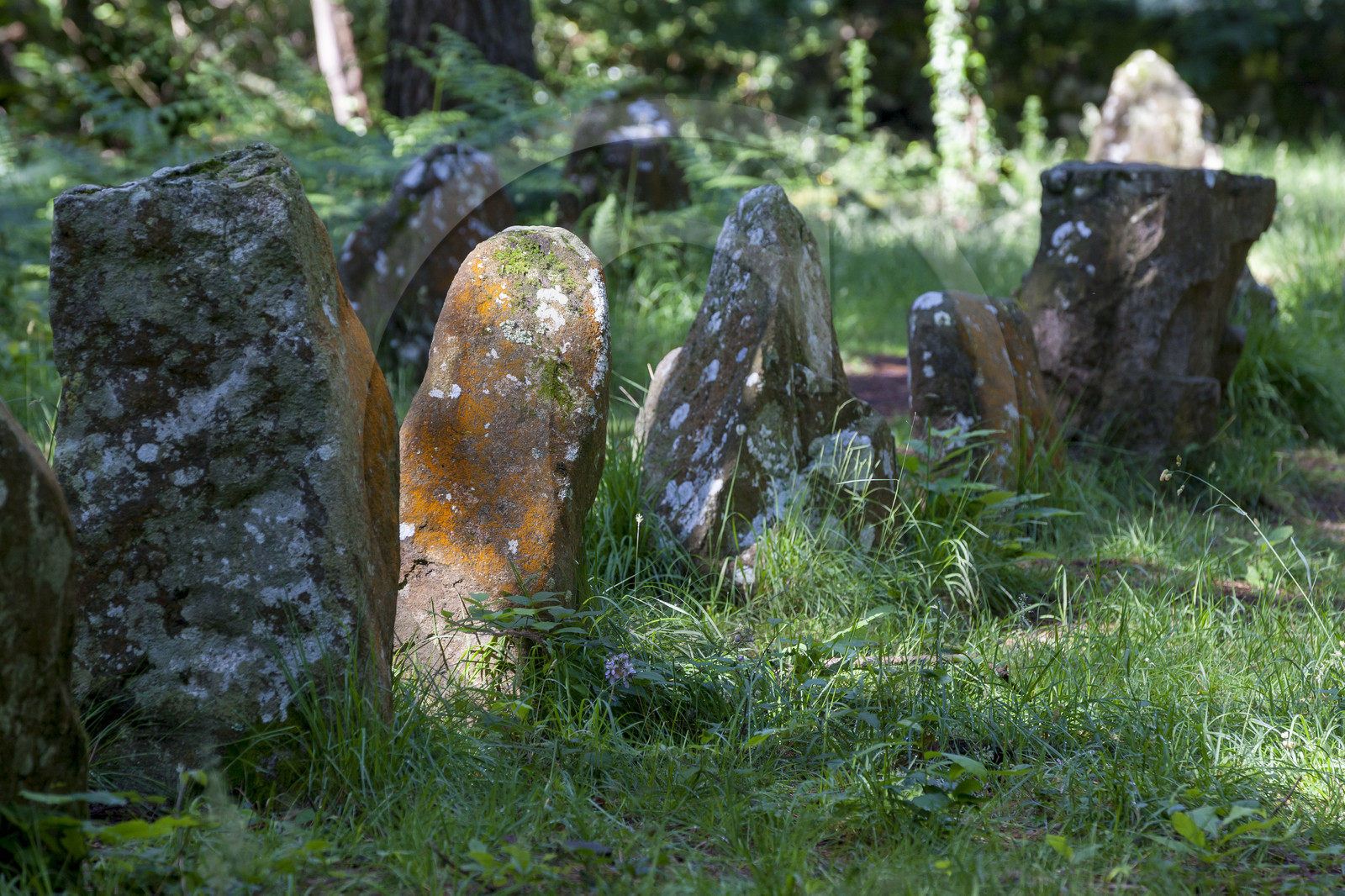 Alignements du Petit Menec _ La Trinite sur Mer