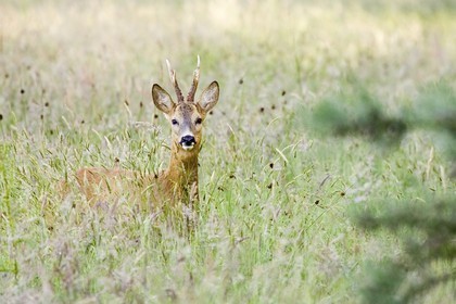 Chevreuil dans la forêt d'Erdeven