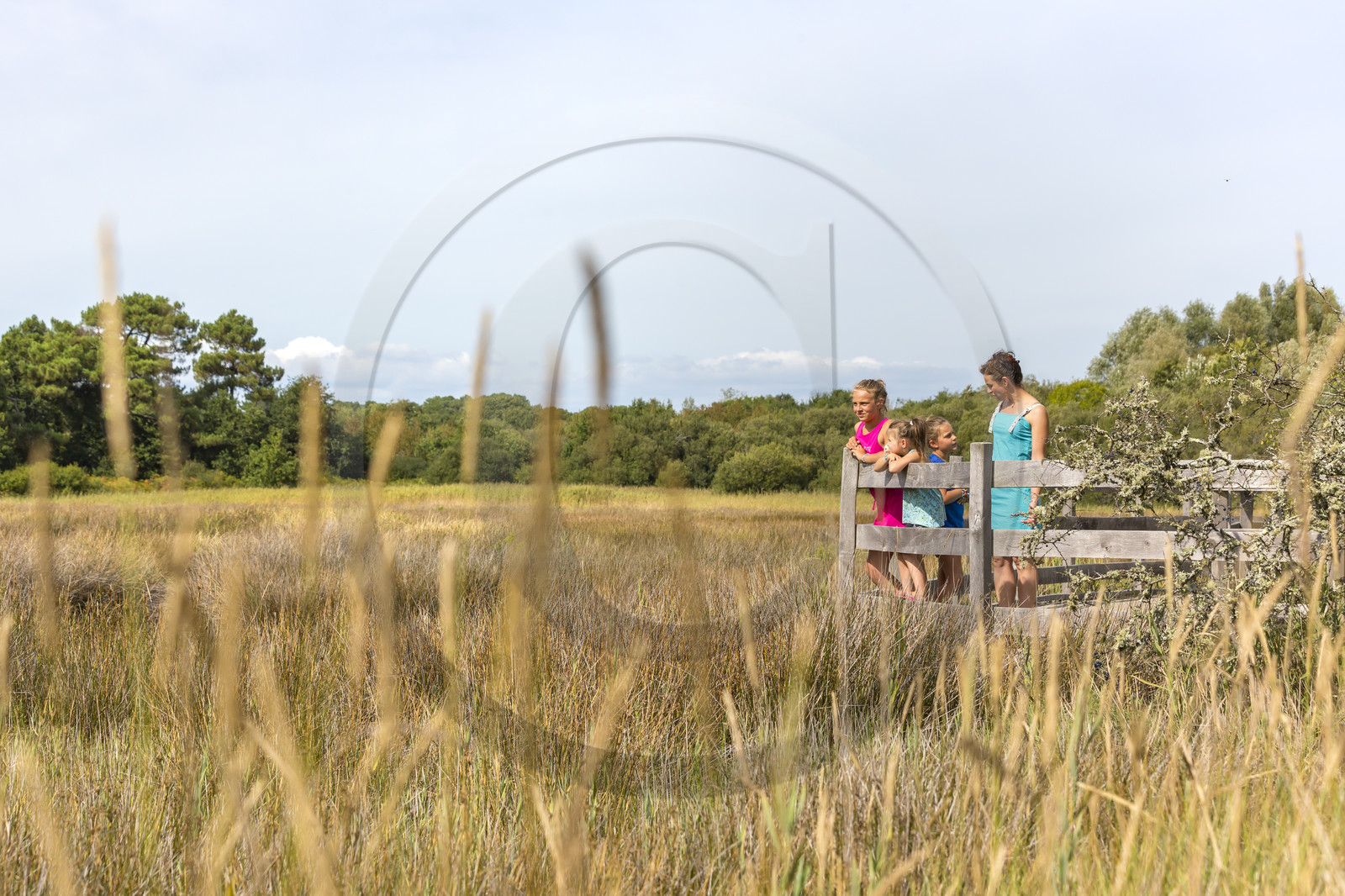 Le marais de Kerguelen à Larmor-Plage