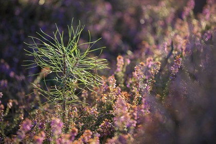 Petit pin entoure de bruyere