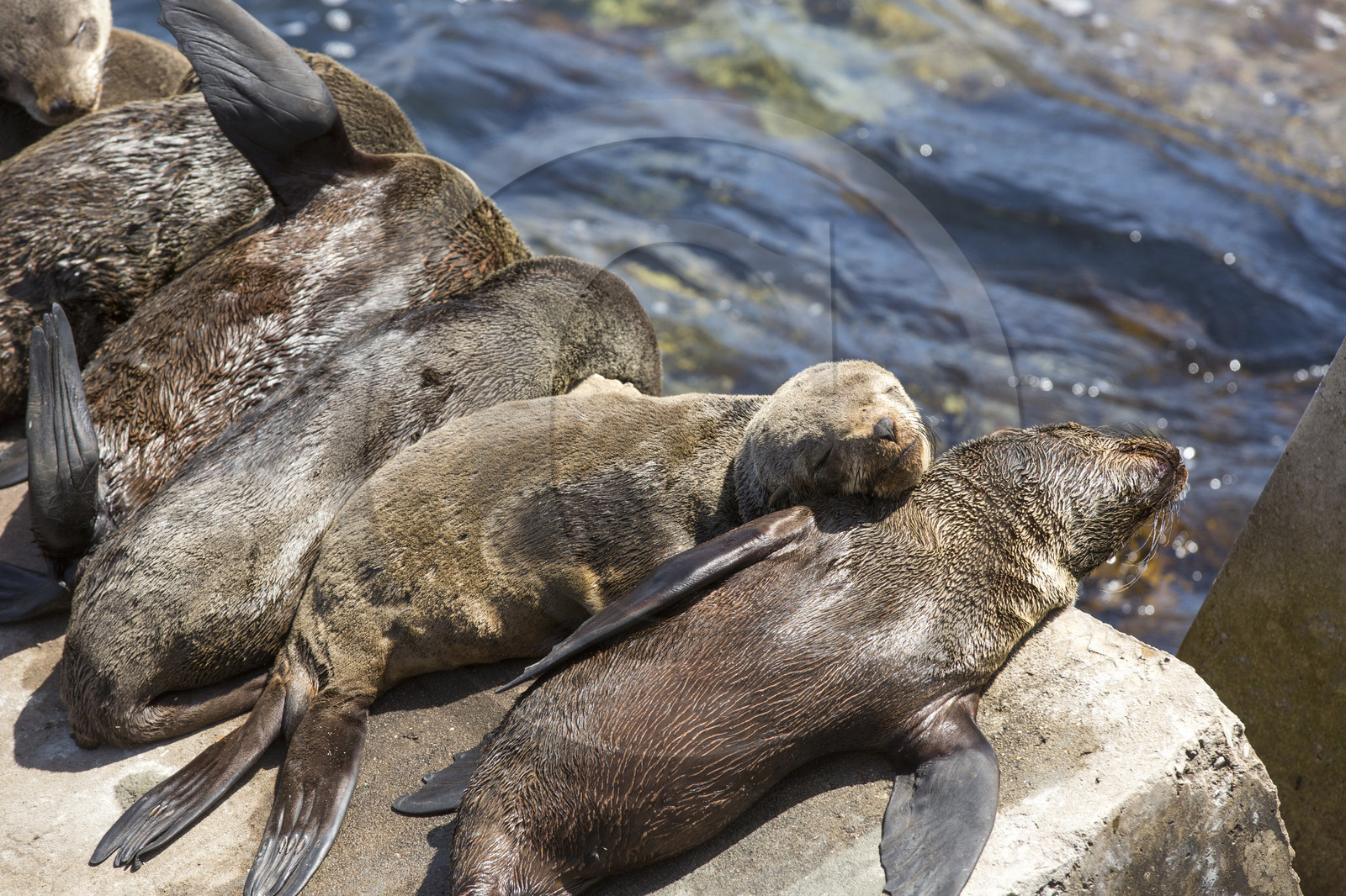 Otaries, Hermanus _ Afrique du sud