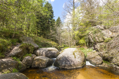 La forêt de Helgoat
