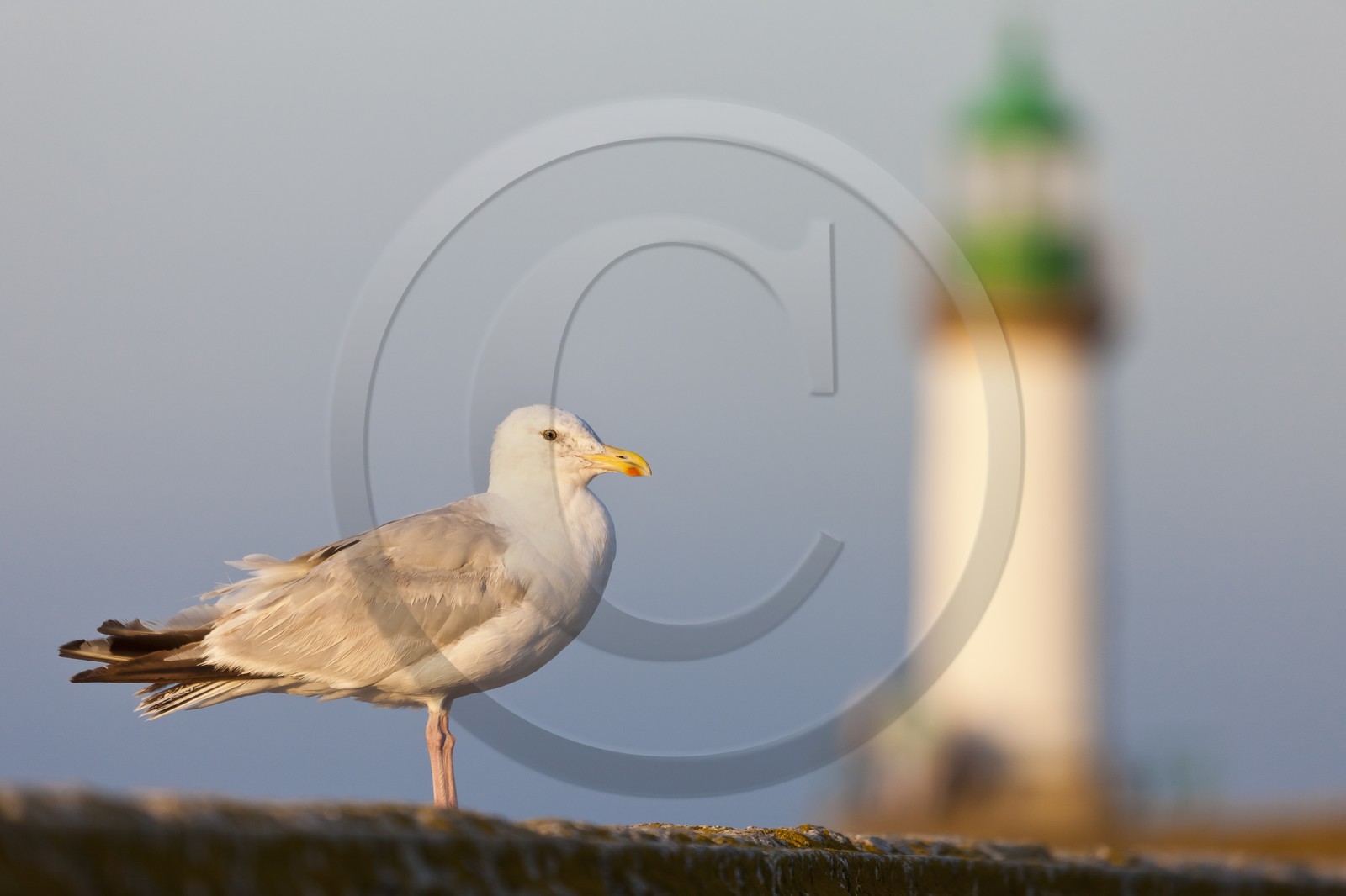 Goeland_Port Tudy. Ile de Groix
