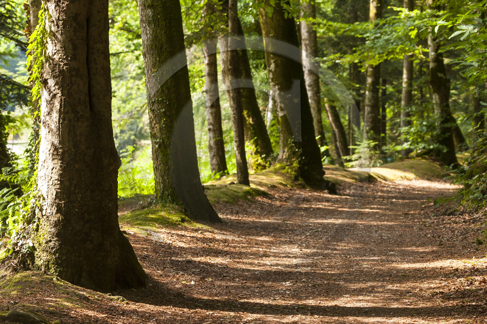 Sentier en bordure de l'étang de Kergoff _ Caudan